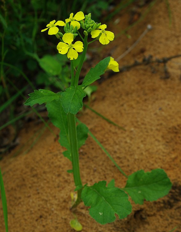 Изображение особи Raphanus raphanistrum.