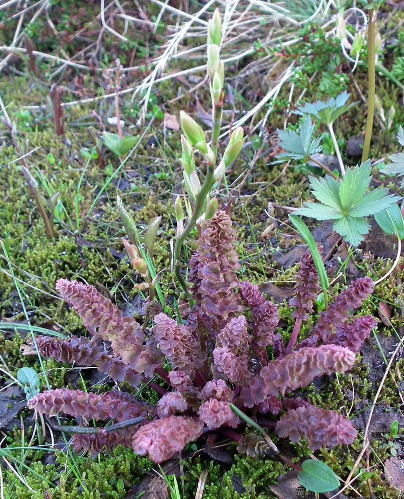 Изображение особи Pedicularis sceptrum-carolinum.