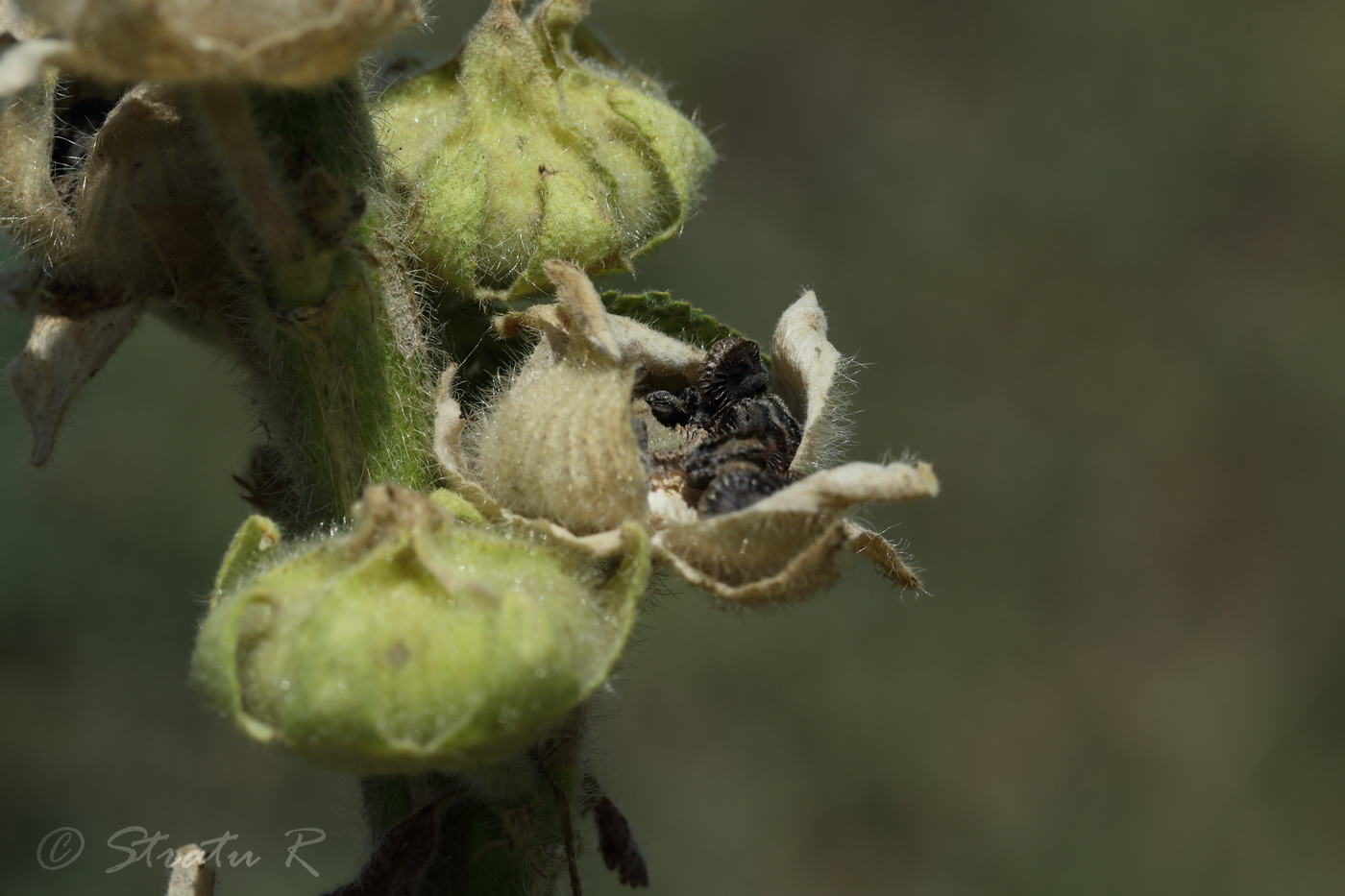 Изображение особи Alcea pallida.