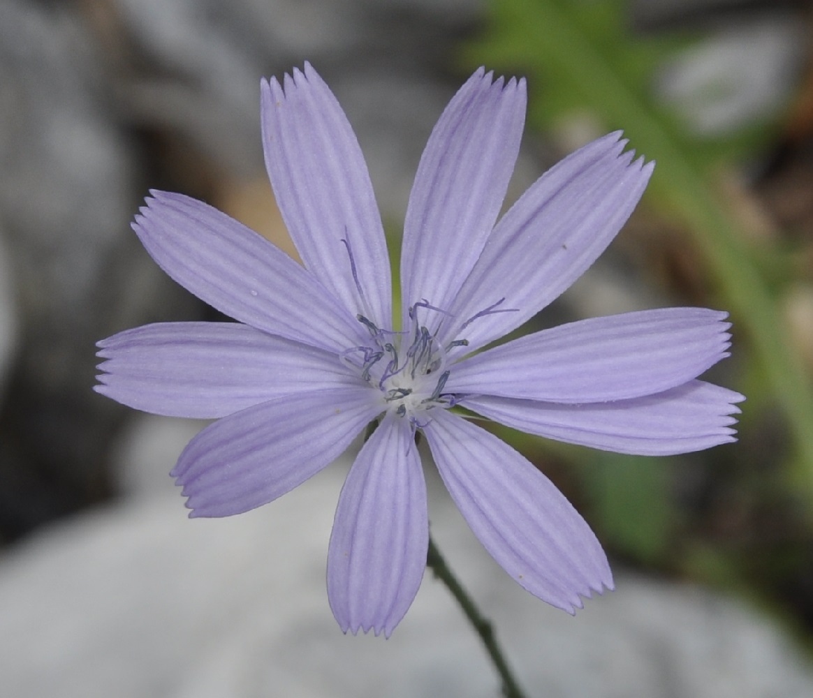 Изображение особи Lactuca intricata.