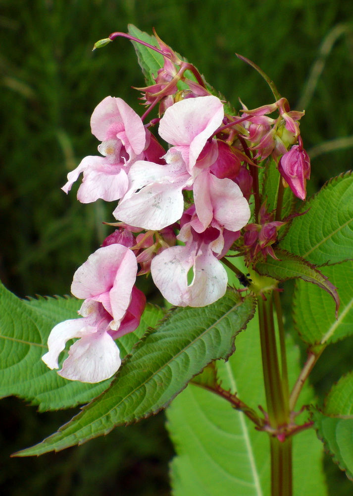 Image of Impatiens glandulifera specimen.