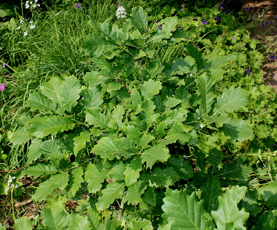 Image of Quercus dshorochensis specimen.