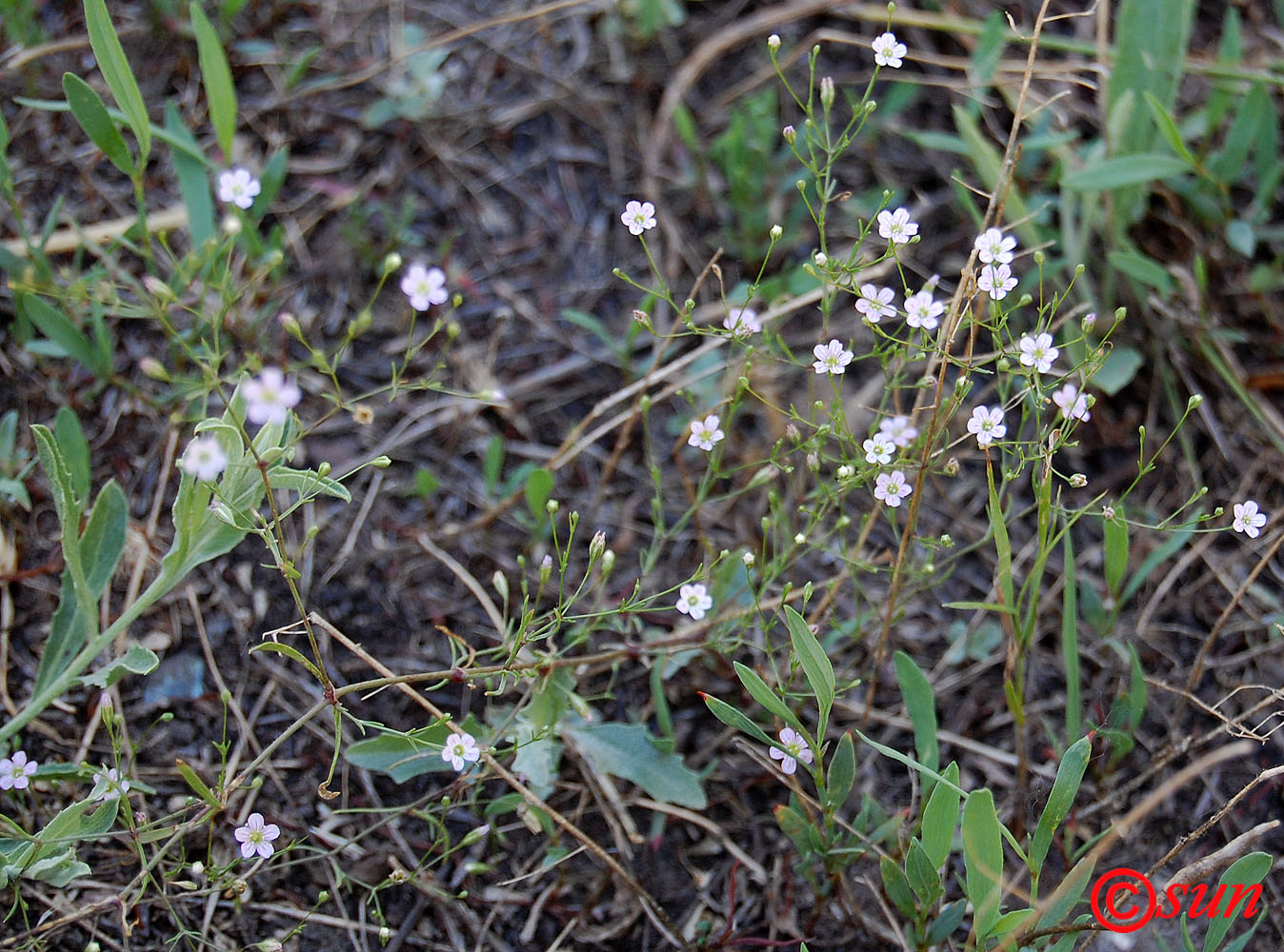 Изображение особи Psammophiliella muralis.