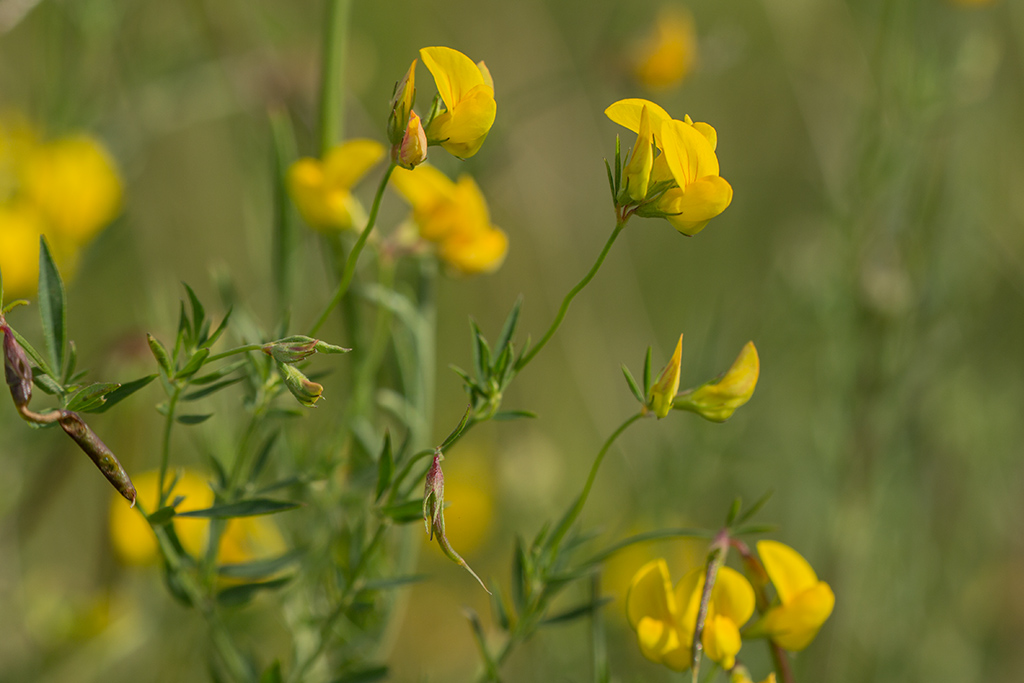 Image of genus Lotus specimen.