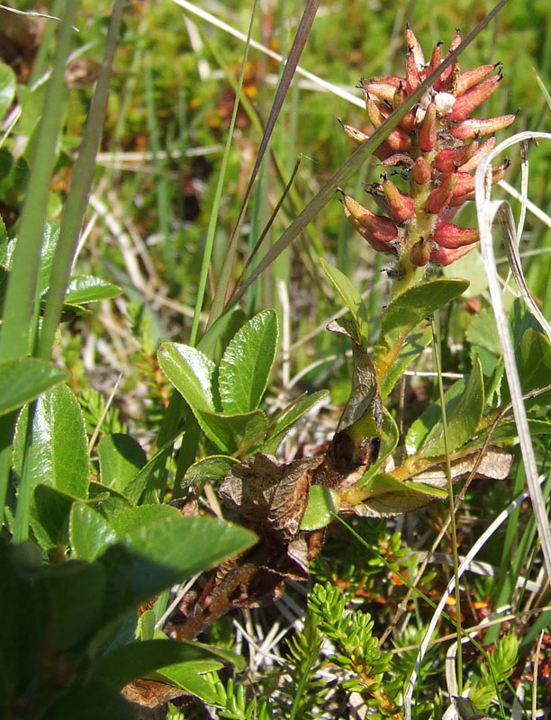 Image of Salix myrsinites specimen.