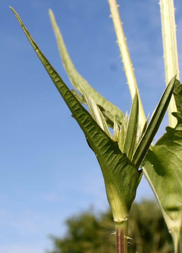 Изображение особи Dipsacus laciniatus.