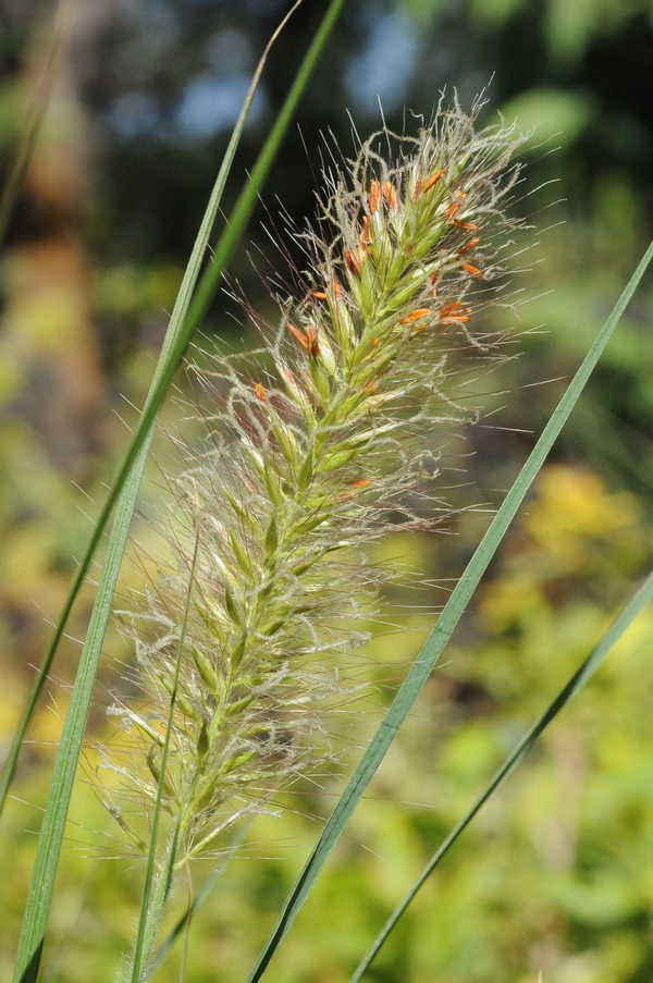 Изображение особи Pennisetum alopecuroides.