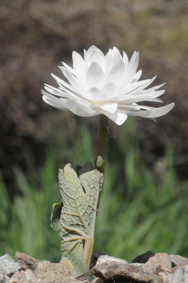 Изображение особи Sanguinaria canadensis.