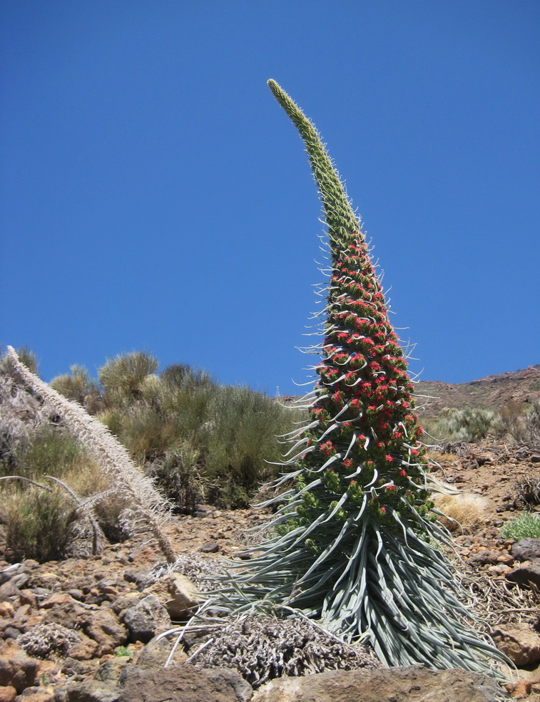 Image of Echium wildpretii specimen.