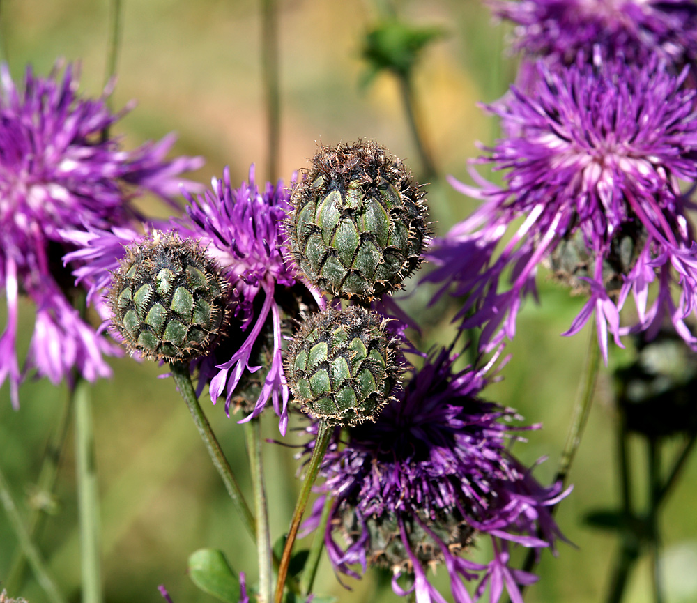 Image of Centaurea scabiosa specimen.