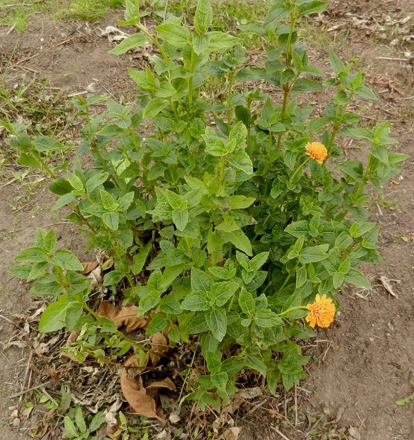 Image of Heliopsis helianthoides ssp. scabra specimen.