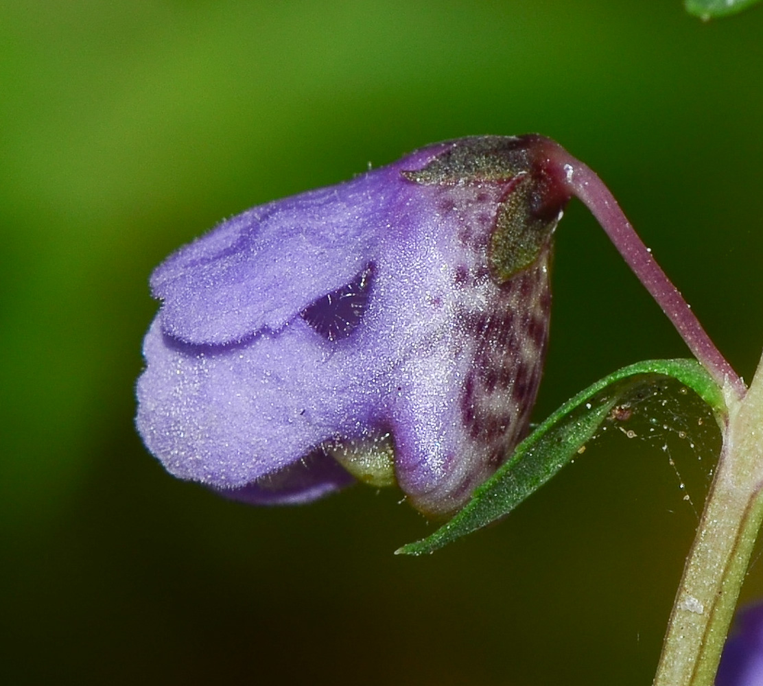 Image of Angelonia angustifolia specimen.