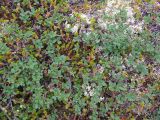 Vaccinium uliginosum subspecies microphyllum. Растения в кустарничковой тундре. Кольский полуостров, Восточный Мурман, пос. Дальние Зеленцы, мыс Аварийный. 30.07.2009.