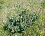 Hedysarum alpinum