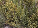 Sarcocornia fruticosa