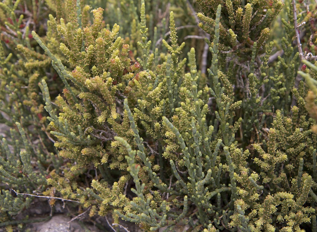 Image of Sarcocornia fruticosa specimen.