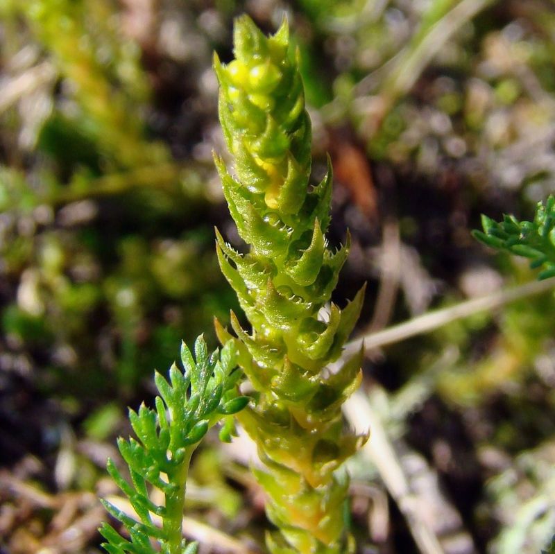 Изображение особи Selaginella selaginoides.