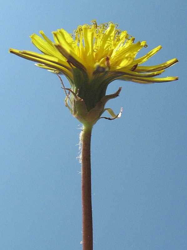 Image of genus Taraxacum specimen.