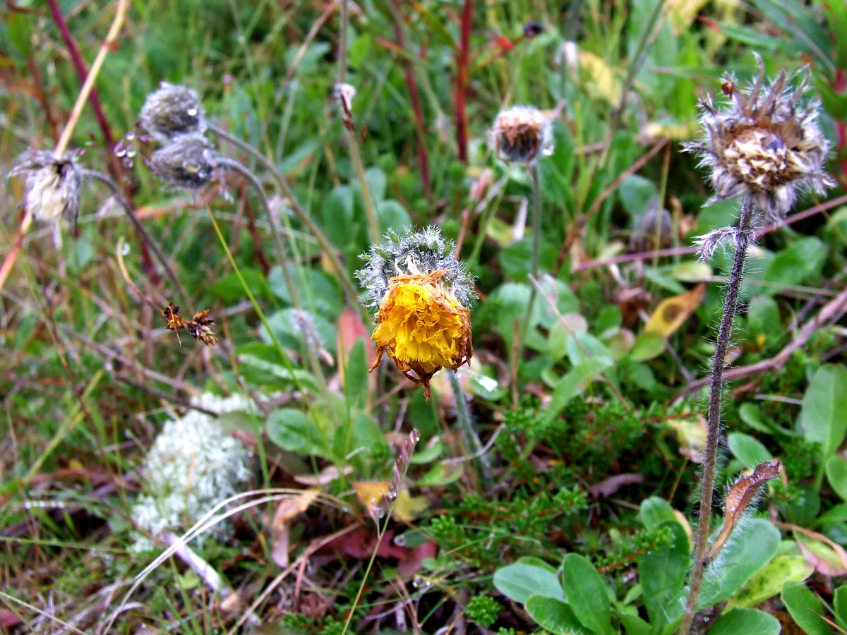 Image of genus Hieracium specimen.