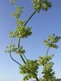 Rumex confertus. Верхушка растения с соцветиями. Кольский п-ов, Восточный Мурман, пос. Дальние Зеленцы. 31.08.2009.