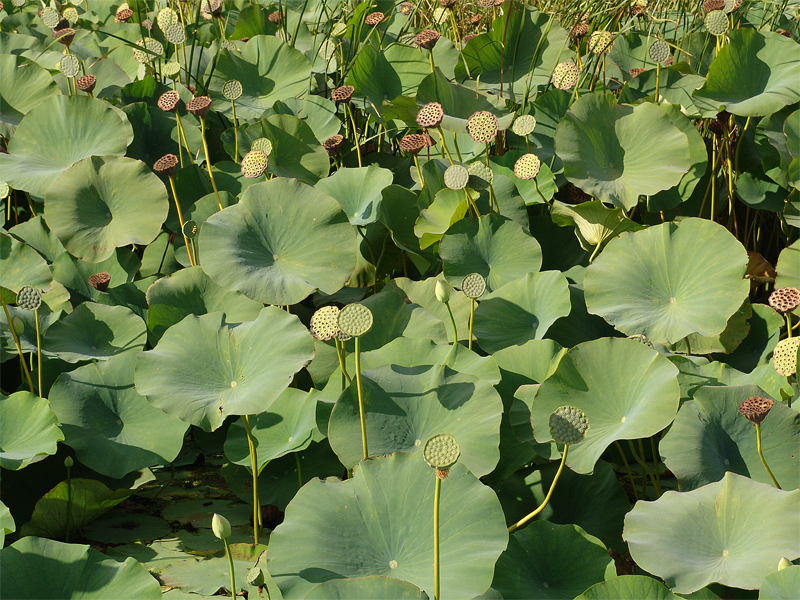 Image of Nelumbo caspica specimen.