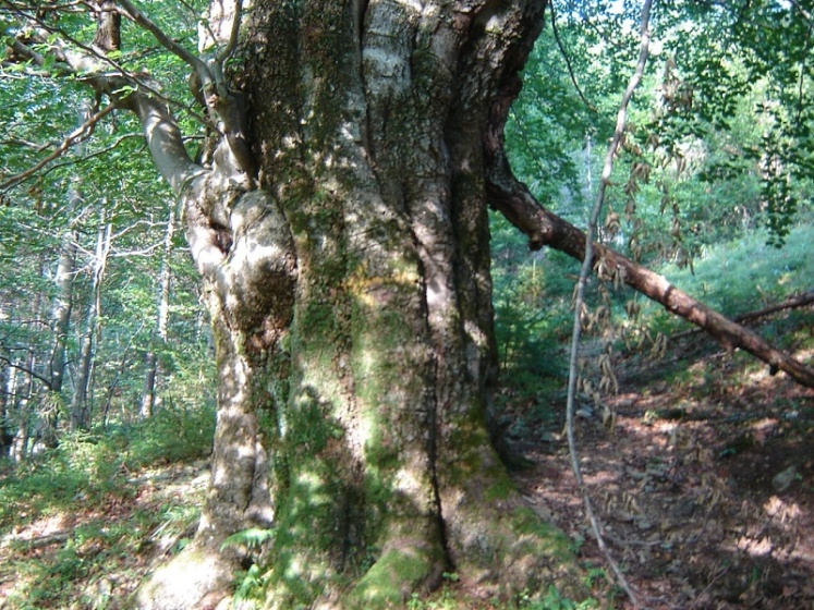 Image of Fagus sylvatica specimen.