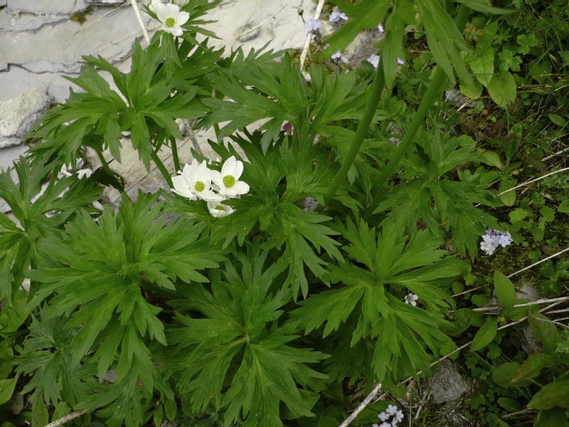 Изображение особи Anemonastrum fasciculatum.