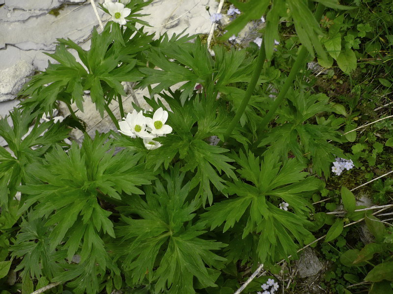 Image of Anemonastrum fasciculatum specimen.