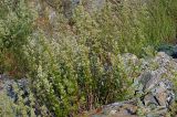 Galium mollugo. Цветущее растение. Краснодарский край, окр. Новороссийска, урочище \"Мокрая щель\" у Абрау-Дюрсо. 02.06.2009.