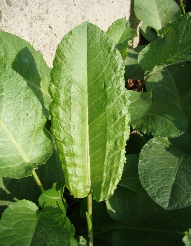 Image of Rumex obtusifolius specimen.