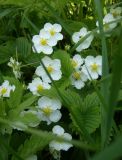 Fragaria viridis