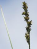 Image of taxon representative. Author is Галина Конечная