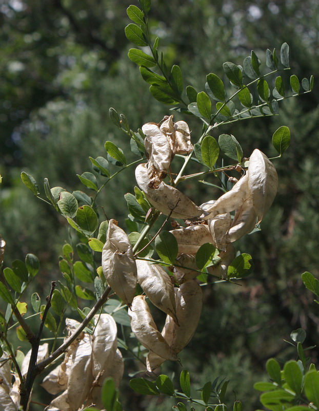 Image of Colutea cilicica specimen.