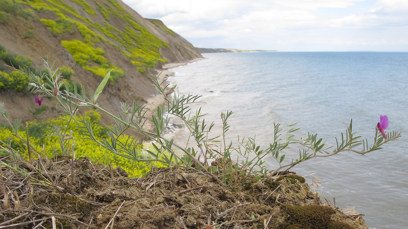 Image of Vicia angustifolia specimen.
