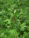 Salix gmelinii
