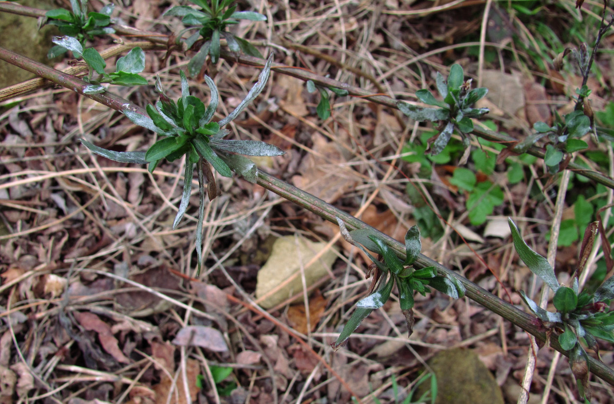 Image of Symphyotrichum graminifolium specimen.