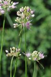 Allium cretaceum