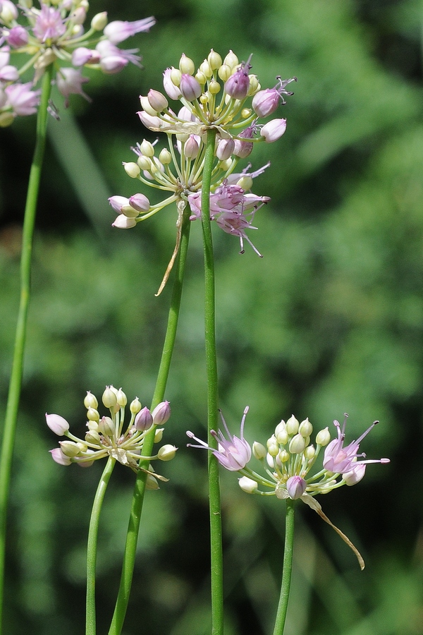 Image of Allium cretaceum specimen.