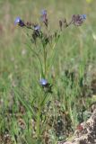 Anchusa thessala. Цветущее растение. Крым, Сакский р-н, нарушенная степь в окр. с. Карьерное. 6 мая 2015 г.