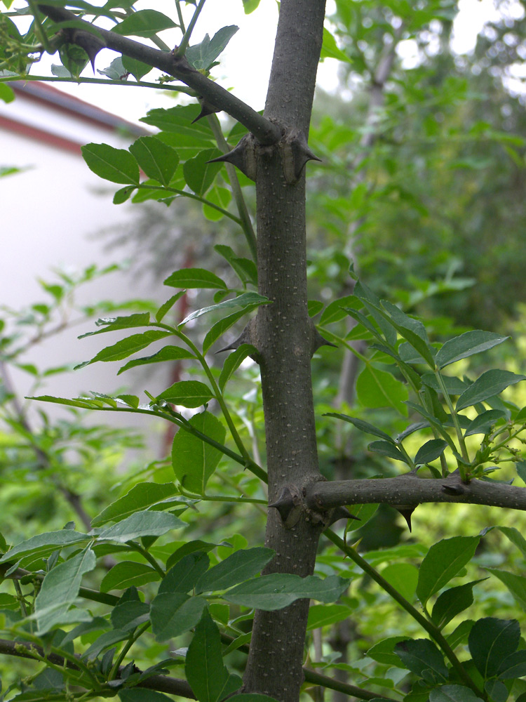 Image of Zanthoxylum schinifolium specimen.