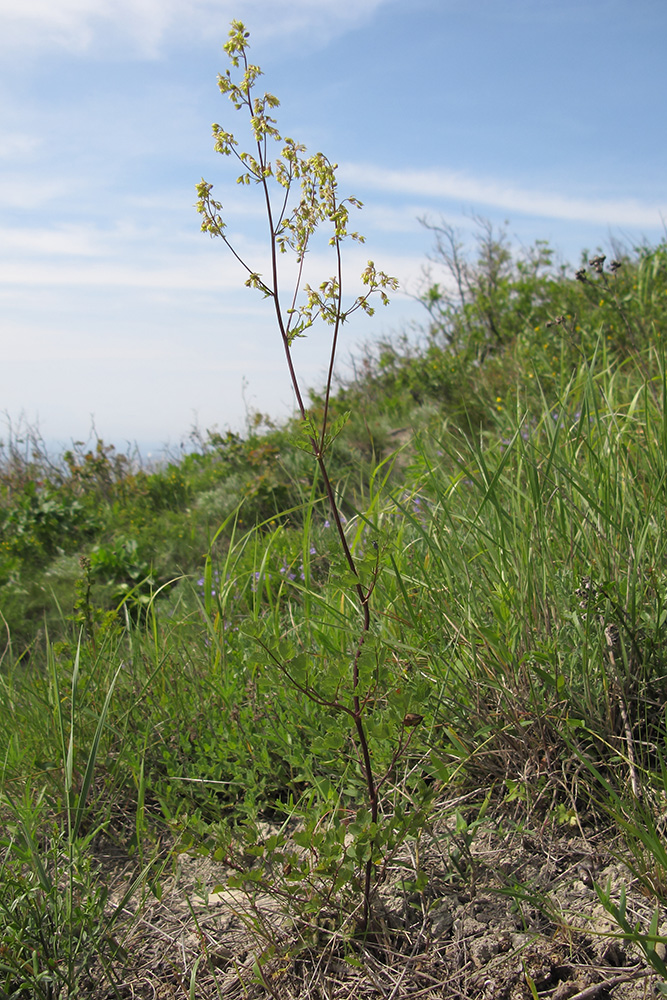 Image of Thalictrum minus specimen.