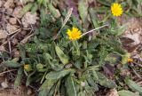 Calendula arvensis. Цветущее растение. Греция, Эгейское море, о. Парос, окр. пос. Молос, скалистый мыс Кратзи. 18.12.2015.