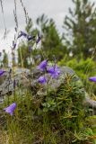 Campanula rotundifolia. Верхушки цветущих растений. Свердловская обл., Карпинский городской округ, гора Серебрянский Камень, зона горной тундры на выс. 900-1000 м н.у.м. 18.07.2015.