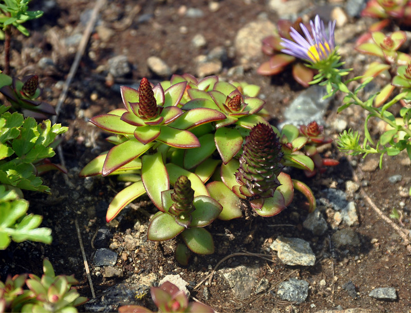 Изображение особи Orostachys maximowiczii.