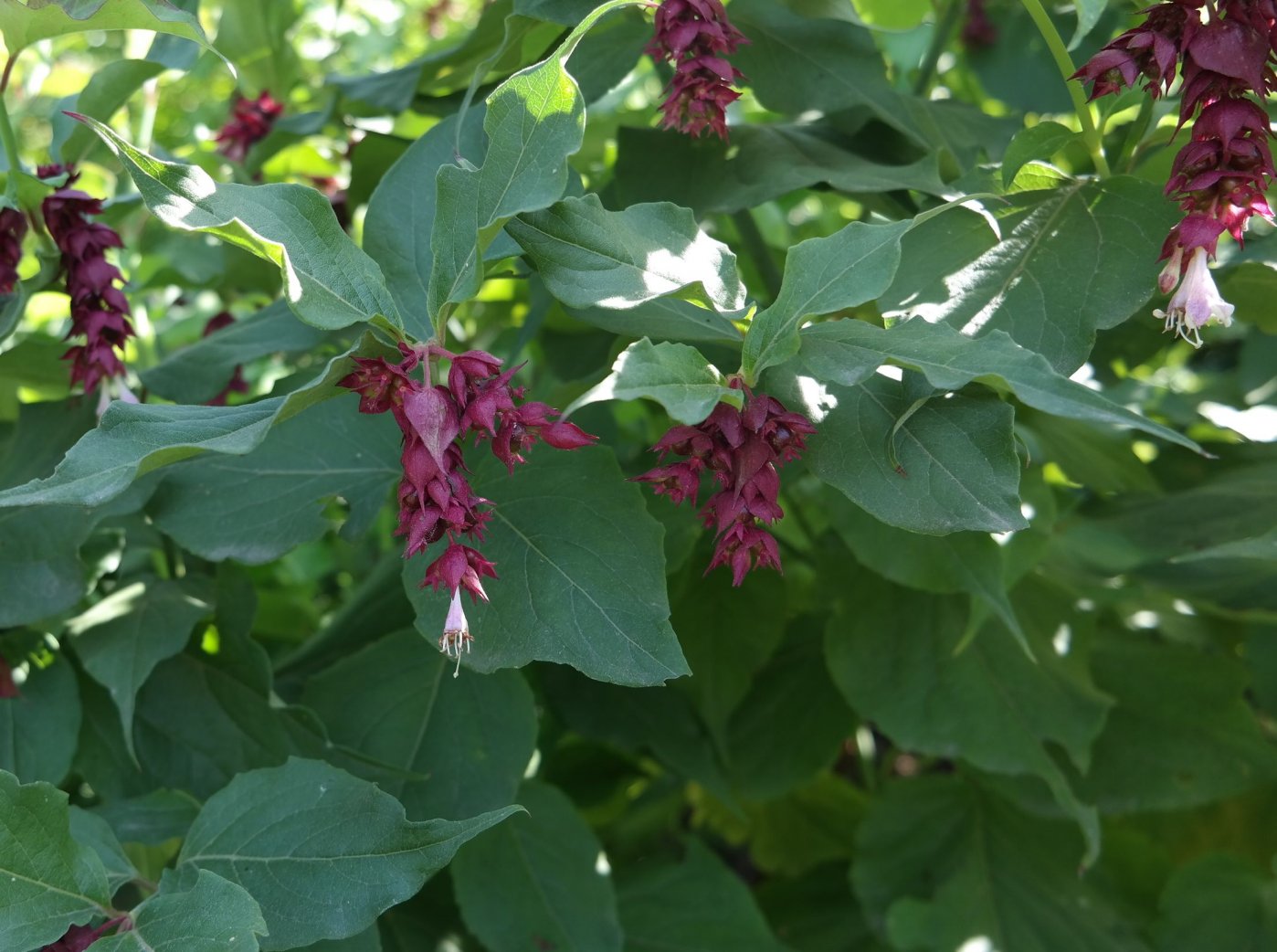 Изображение особи Leycesteria formosa.