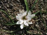Androcymbium europaeum