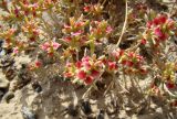 Arthrophytum lehmannianum
