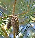 Image of taxon representative. Author is Роланд Цандекидис