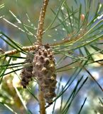 род Pinus