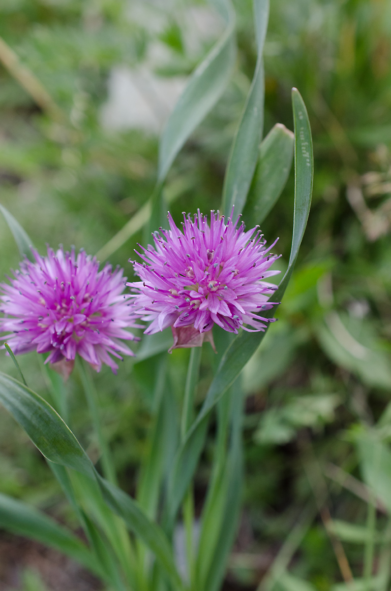 Изображение особи Allium platyspathum.